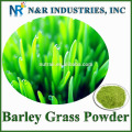 Powder Form Organic Barley Grass Powder 80mesh to 200mesh without dextrin